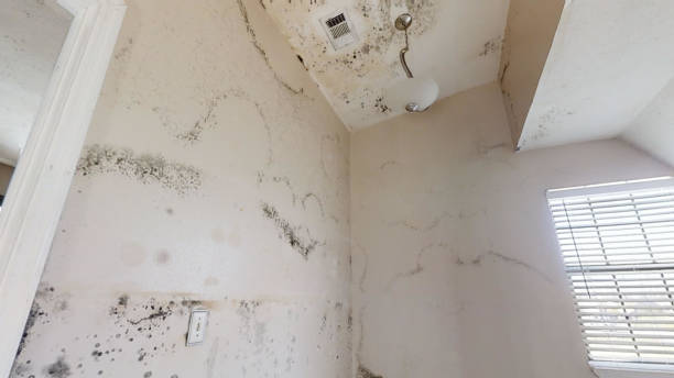 Best Commercial Mold Inspection  in West Swanzey, NH