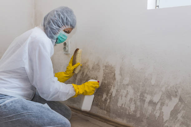 Best Mold Damage Restoration  in West Swanzey, NH