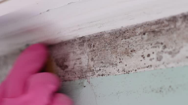 Best Comprehensive Air Testing for Mold Contaminants  in West Swanzey, NH